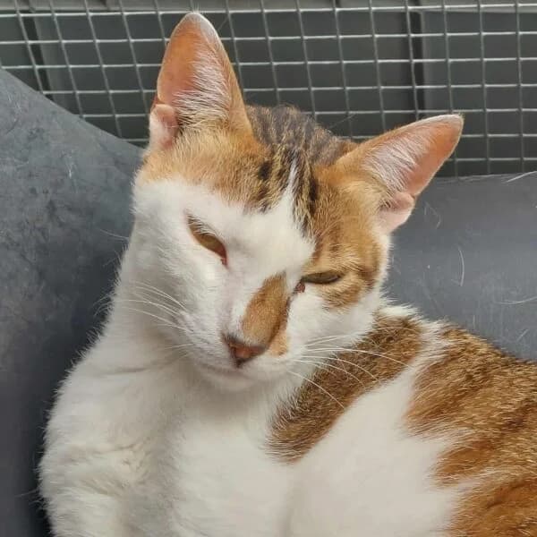 Sofie, female Mixed Breed for adoption at CatPattes, Anderlecht (Brussels)
