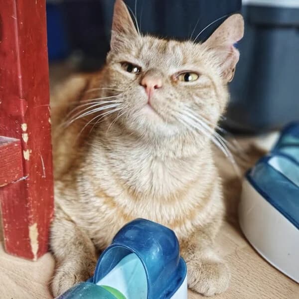 Stefy, female Mixed Breed for adoption at CatPattes, Anderlecht (Brussels)