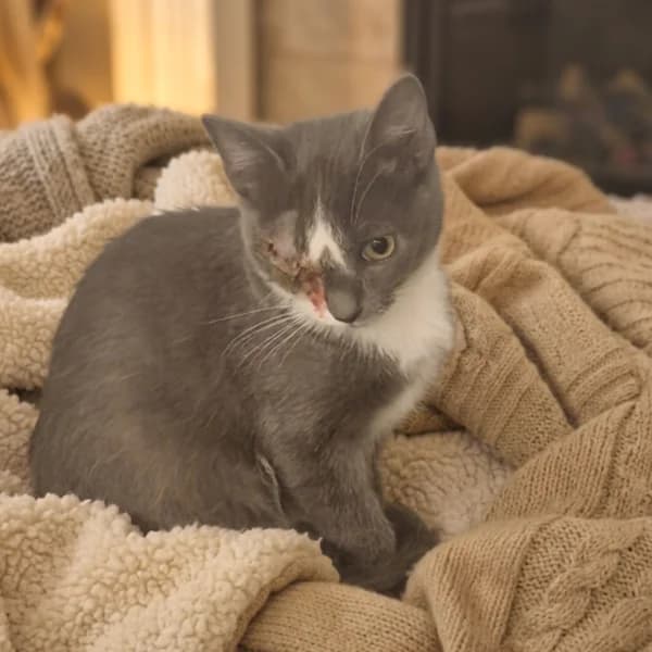 Stitch, male Mixed Breed for adoption at CatPattes, Anderlecht (Brussels)