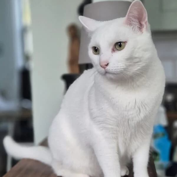 Sultan, male Mixed Breed for adoption at CatPattes, Anderlecht (Brussels)