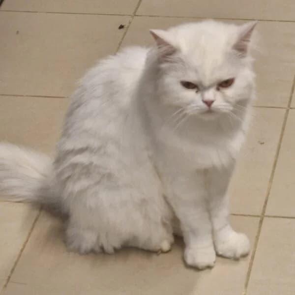 Tania, female Mixed Breed for adoption at CatPattes, Anderlecht (Brussels)