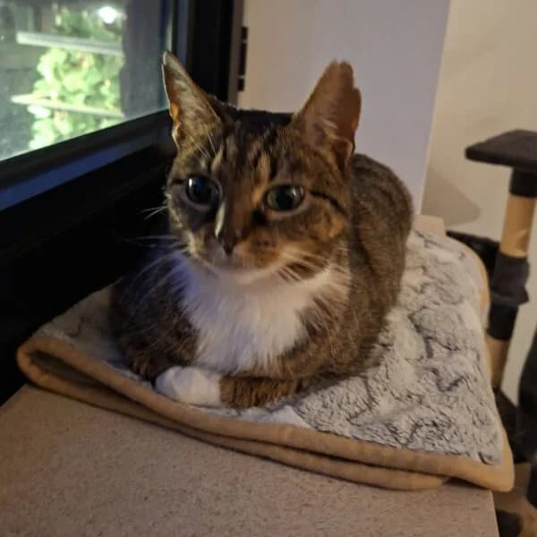 Tulipe, female Mixed Breed for adoption at CatPattes, Anderlecht (Brussels)