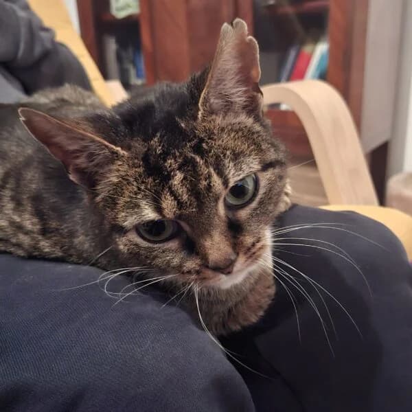 Tulipe, Mixed Breed (CatPattes)