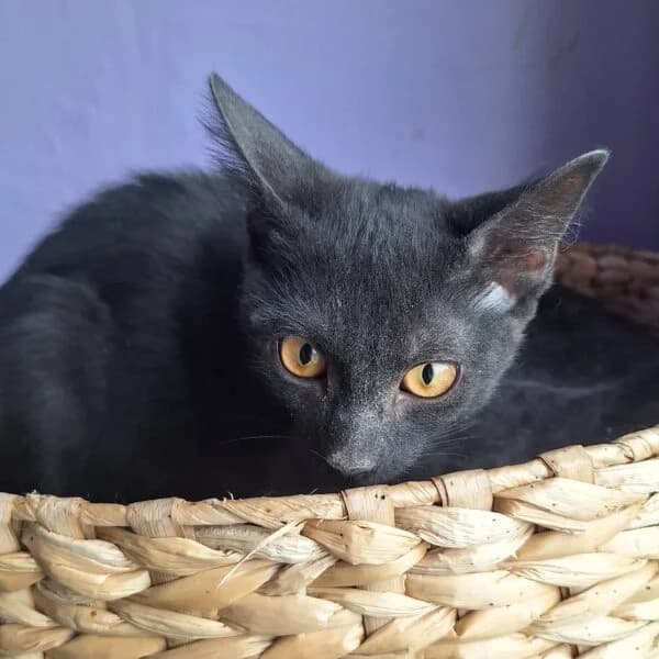 U2, male Mixed Breed for adoption at CatPattes, Anderlecht (Brussels)