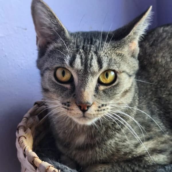 Ulyanna, female Mixed Breed for adoption at CatPattes, Anderlecht (Brussels)