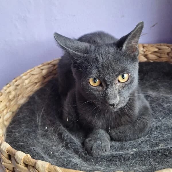 Undo, male Mixed Breed for adoption at CatPattes, Anderlecht (Brussels)