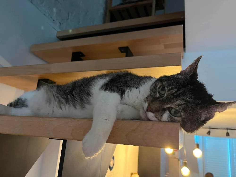 Buzz, male senior Mixed Breed for adoption at CatRescue ASBL, Brussels