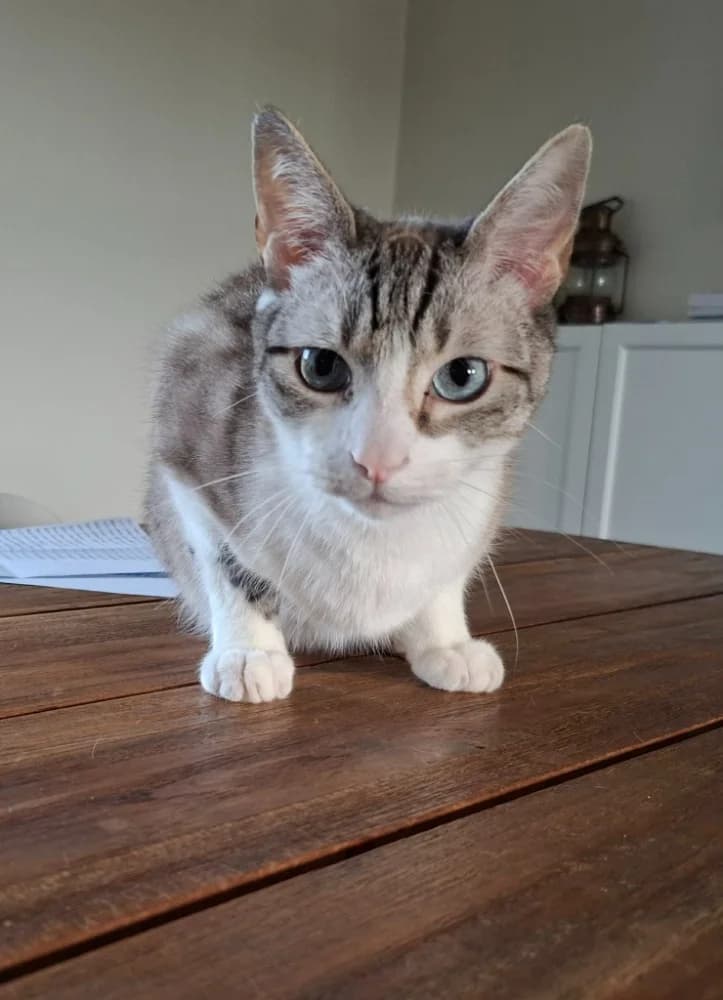 Jeff, male 7yo Mixed Breed for adoption at CatRescue ASBL, Brussels
