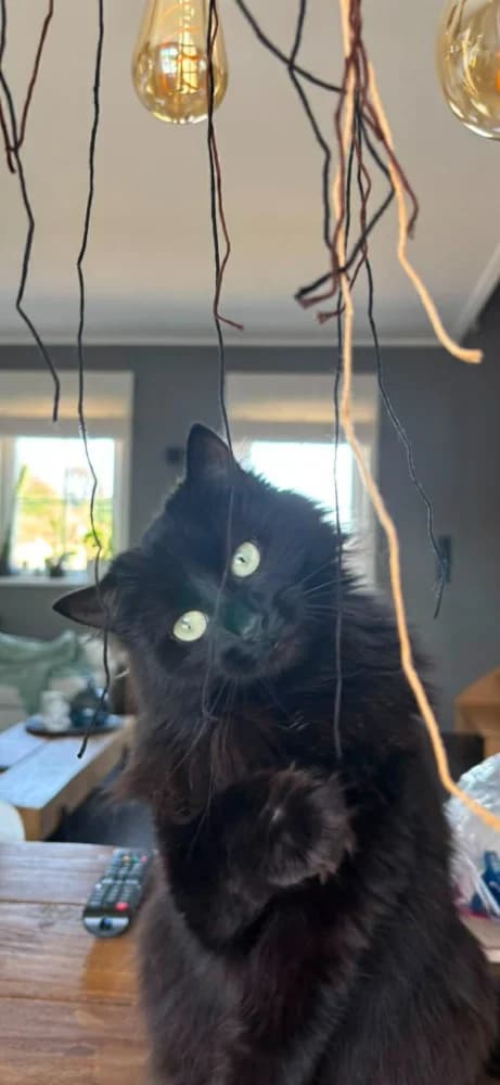 Anne-Sophie, female 4yo Mixed Breed for adoption at CatRescue ASBL, Brussels