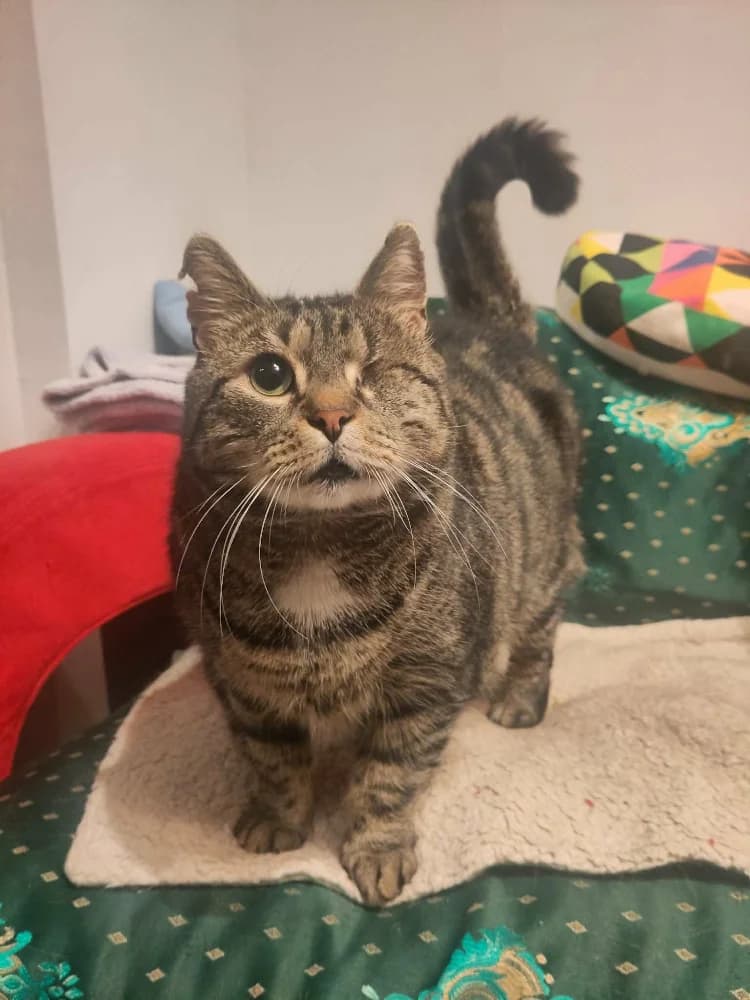 Charles-Edouard, male 5yo Mixed Breed for adoption at CatRescue ASBL, Brussels