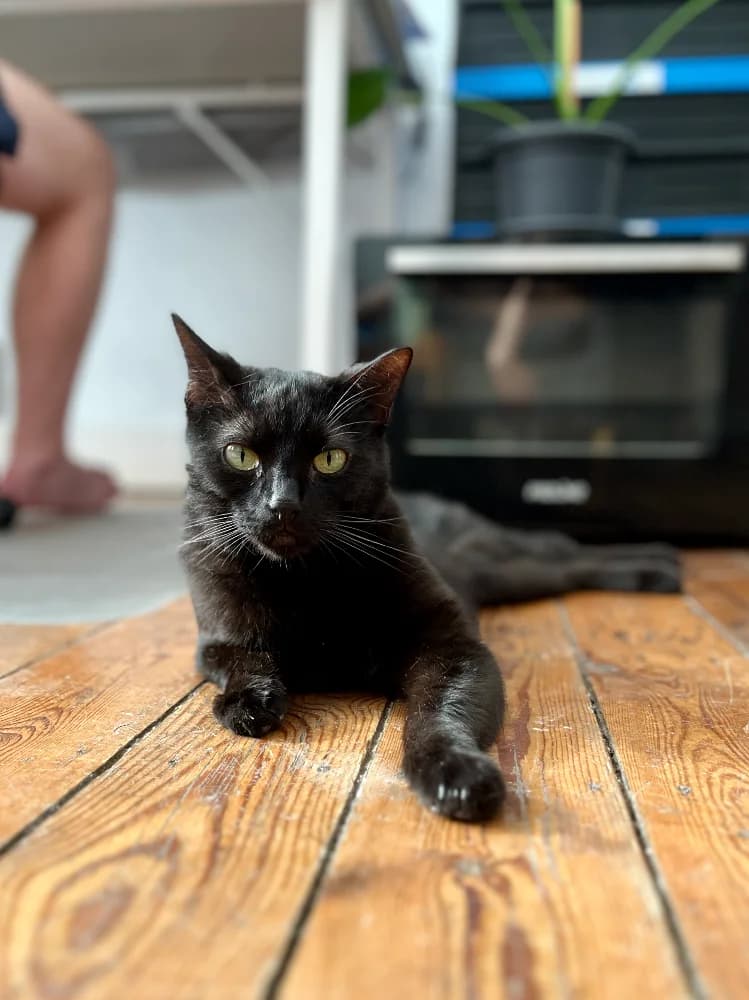 Yoru, male senior Mixed Breed for adoption at CatRescue ASBL, Brussels