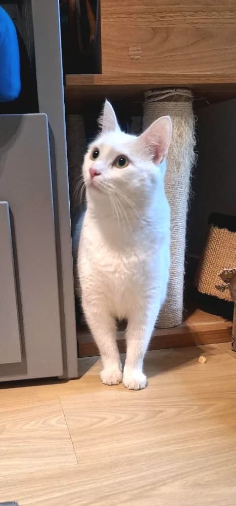 Yeti, male young Mixed Breed for adoption at CatRescue ASBL, Brussels