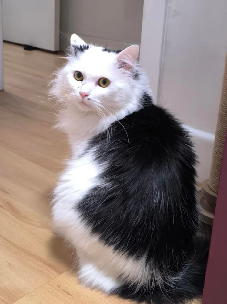 Robbie, male young Mixed Breed for adoption at CatRescue ASBL, Brussels