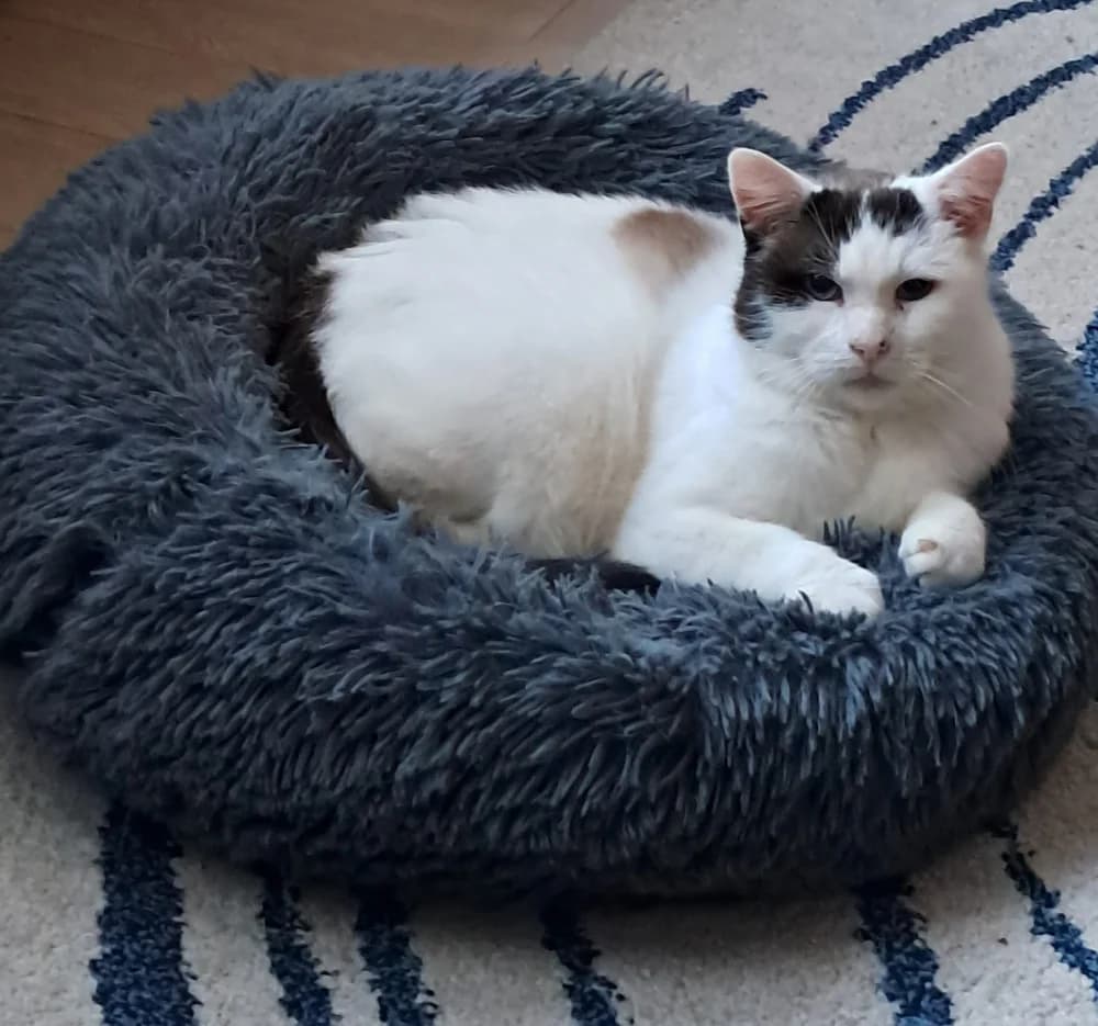 Topolino, male senior Mixed Breed for adoption at CatRescue ASBL, Brussels