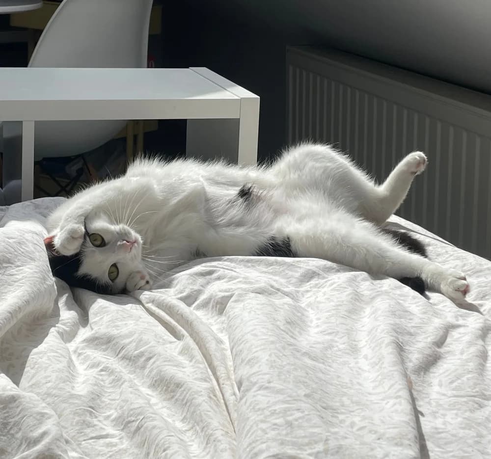 Ondine, female young Mixed Breed for adoption at CatRescue ASBL, Brussels