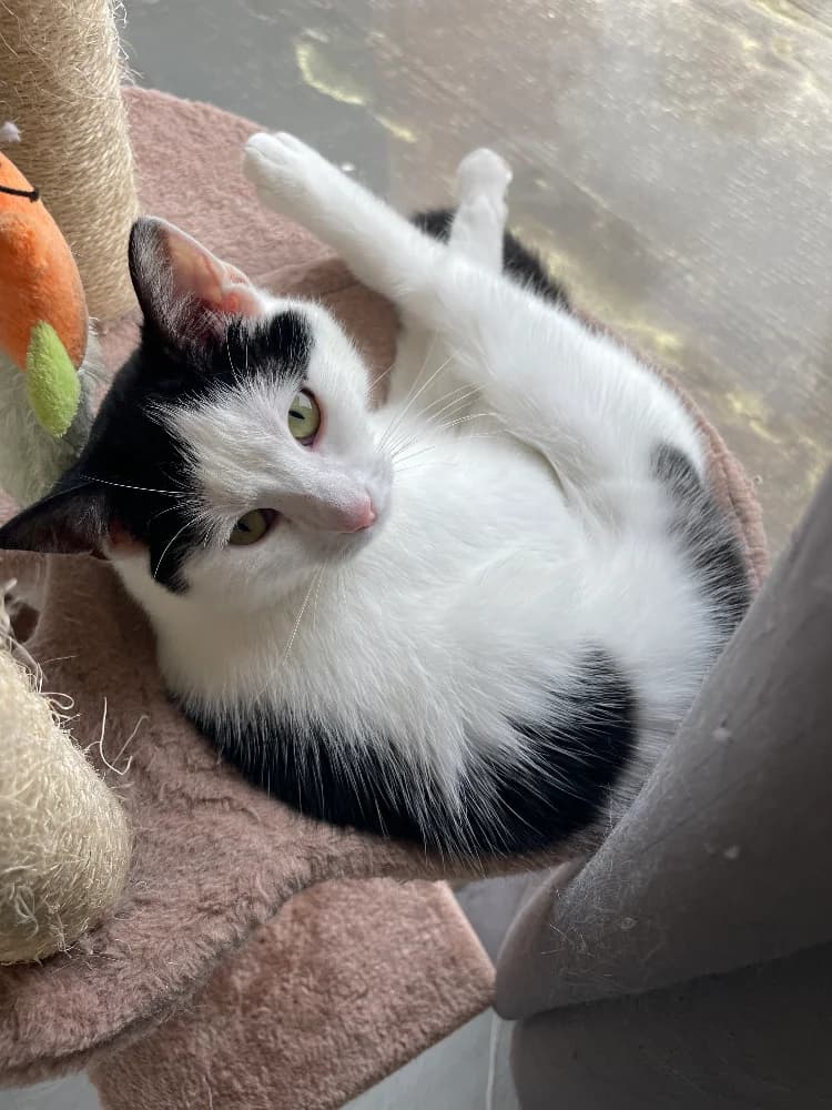 Ondine, female young Mixed Breed for adoption at CatRescue ASBL, Brussels