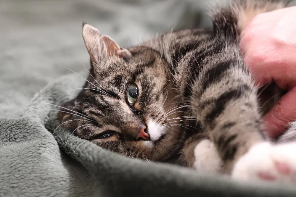 Bluebell, female 3yo Mixed Breed for adoption at CatRescue ASBL, Brussels