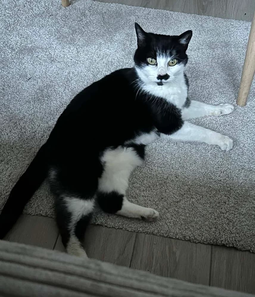 Jackie, female 4yo Mixed Breed for adoption at CatRescue ASBL, Brussels