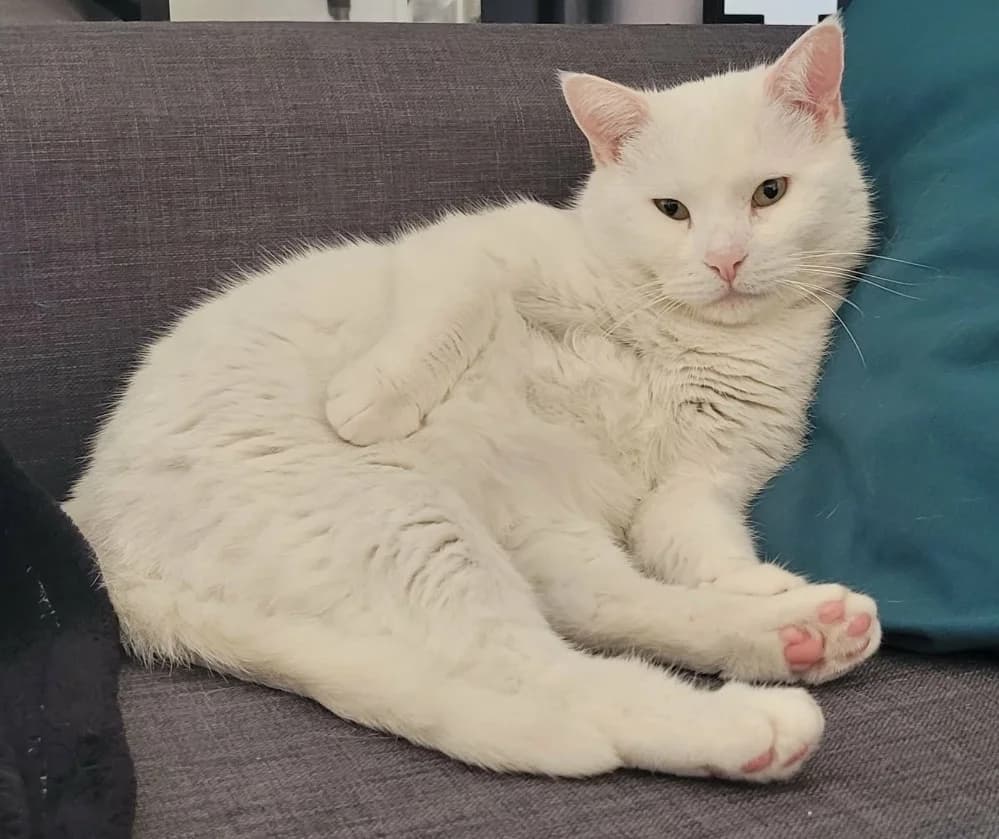 Snow Ball, male 4yo Mixed Breed for adoption at CatRescue ASBL, Brussels
