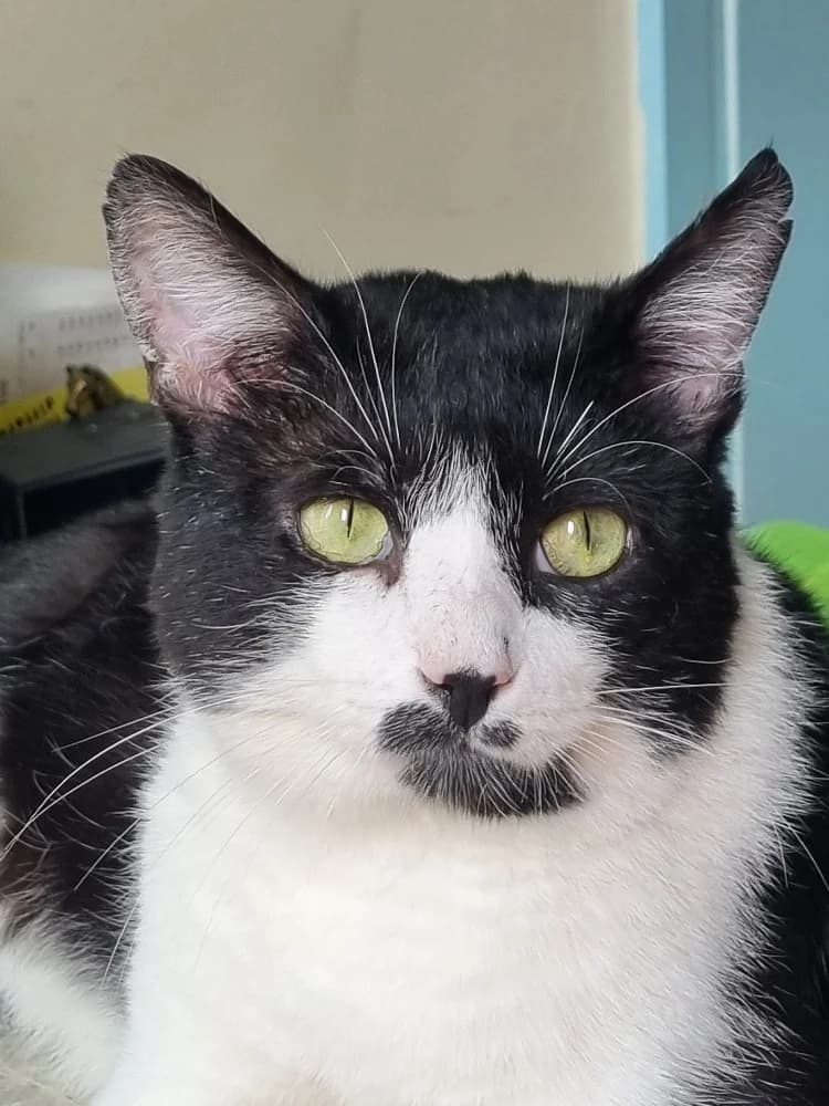 Pierrot, male young Mixed Breed for adoption at CatRescue ASBL, Brussels