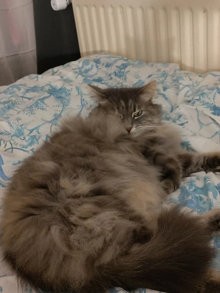 Katimini, female 3yo Mixed Breed for adoption at CatRescue ASBL, Brussels