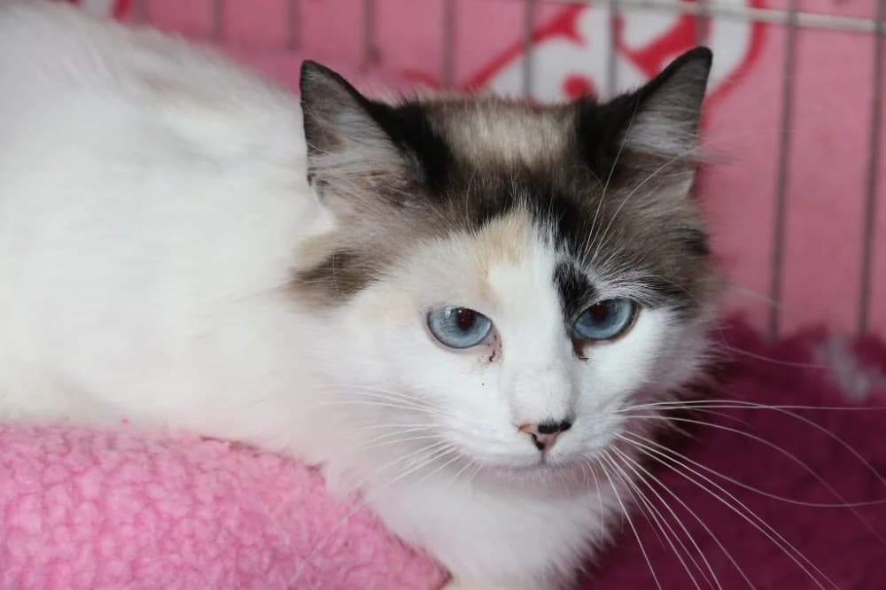 Izzy, female young Mixed Breed for adoption at CatRescue ASBL, Brussels