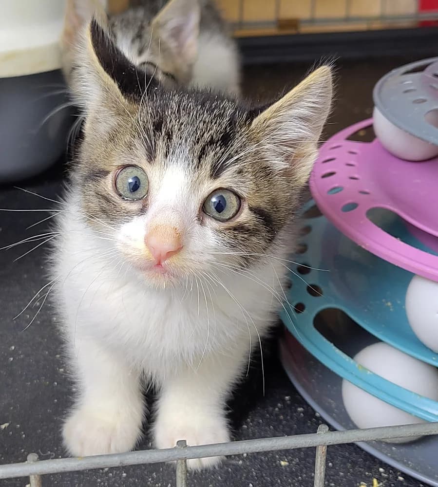 Miami, female puppy Mixed Breed for adoption at CatRescue ASBL, Brussels