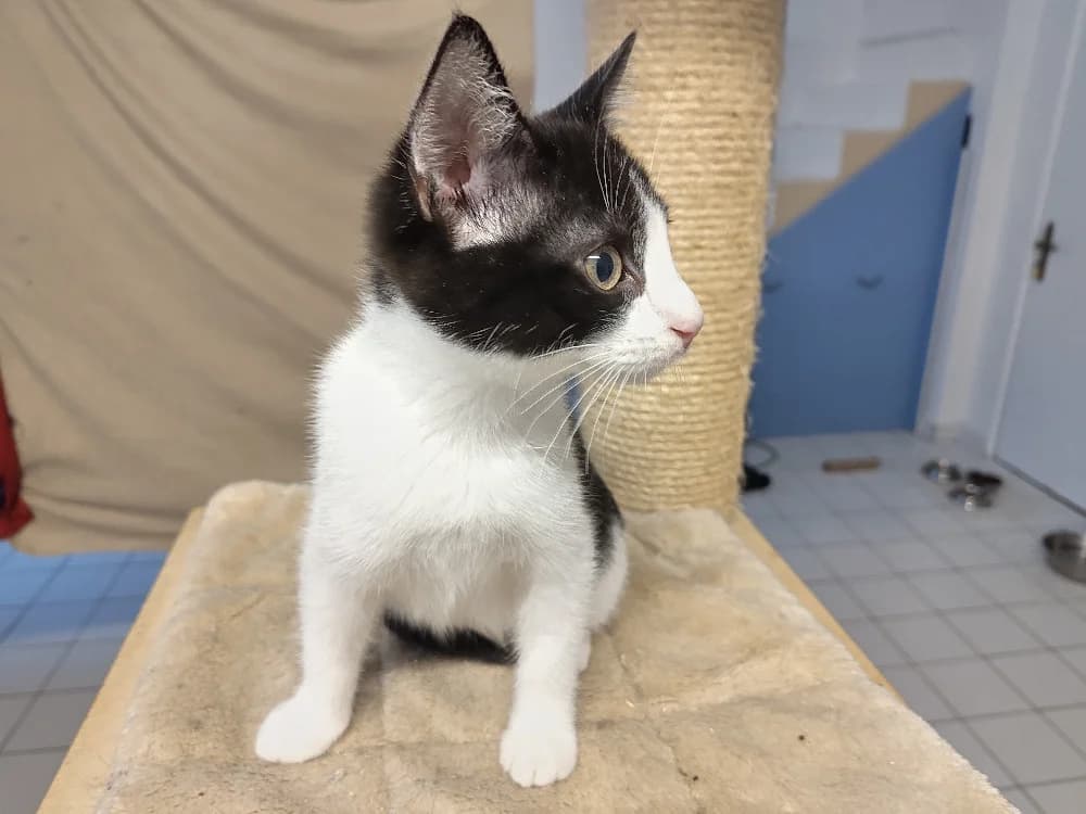 Millet, male puppy Mixed Breed for adoption at CatRescue ASBL, Brussels
