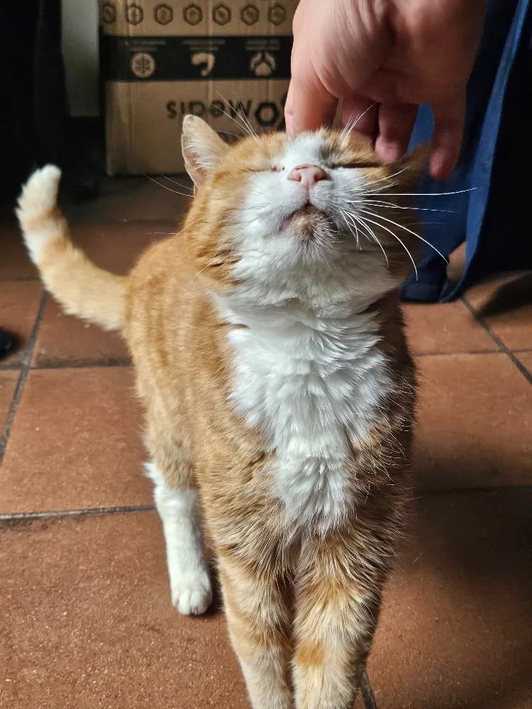 Mentos, male senior Mixed Breed for adoption at CatRescue ASBL, Brussels