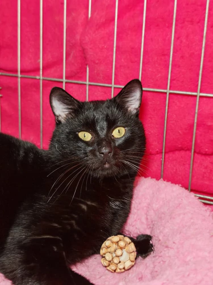 Houdini, male young Mixed Breed for adoption at CatRescue ASBL, Brussels