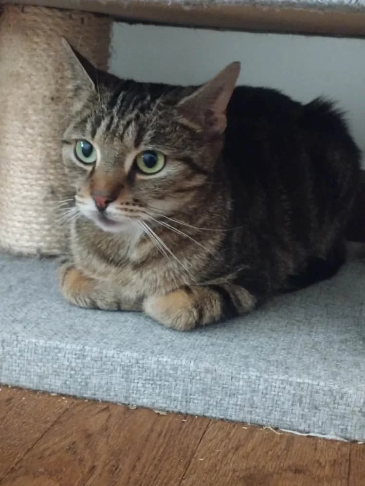 Sienna, female young Mixed Breed for adoption at CatRescue ASBL, Brussels