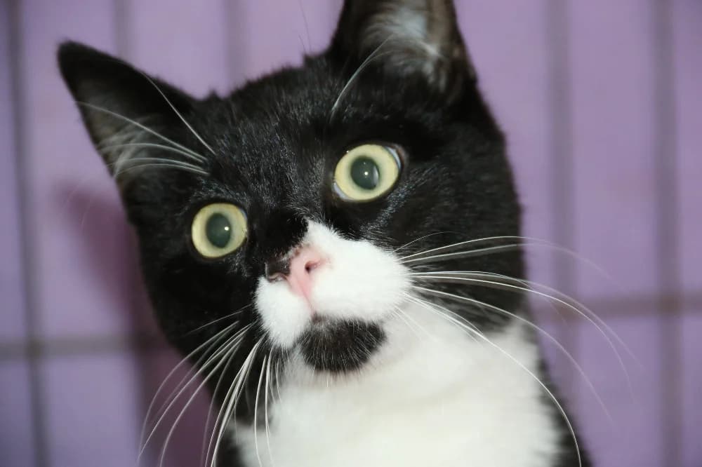 Baxter, male Mixed Breed for adoption at CatRescue ASBL, Brussels