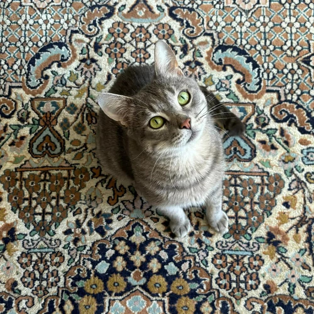 Locksley, male young Mixed Breed for adoption at CatRescue ASBL, Brussels