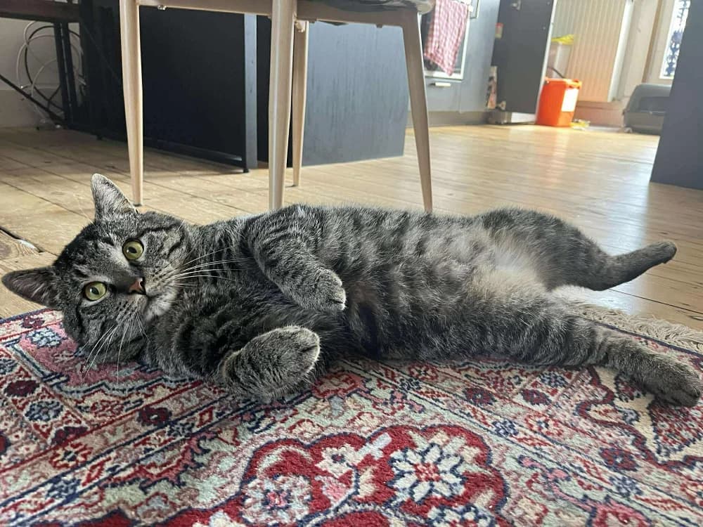 Hypnos, male Mixed Breed for adoption at CatRescue ASBL, Brussels