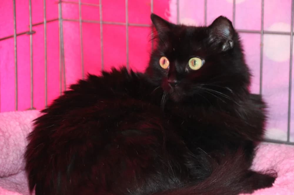 Twilight, female young Mixed Breed for adoption at CatRescue ASBL, Brussels