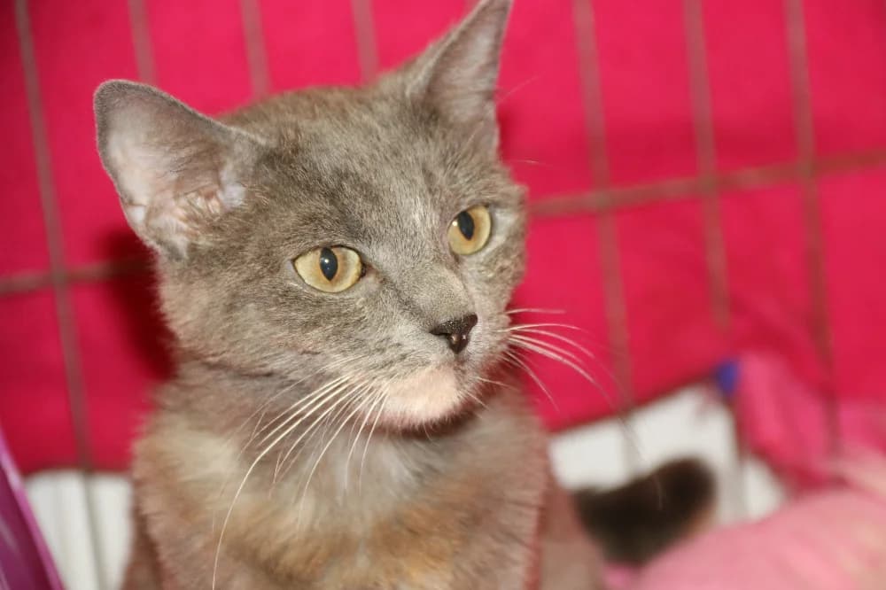 Gaby, female young Mixed Breed for adoption at CatRescue ASBL, Brussels