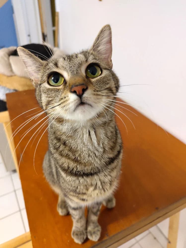 Dolores, female young Mixed Breed for adoption at CatRescue ASBL, Brussels