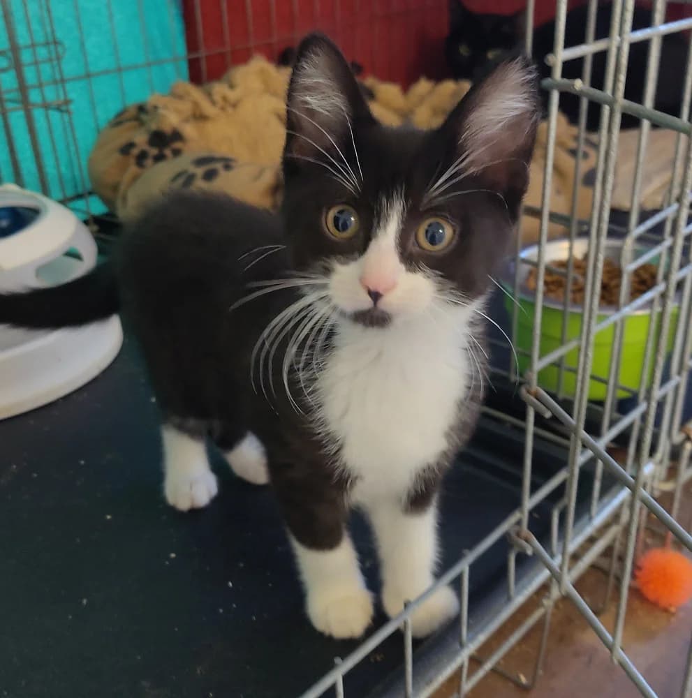 Djali, female puppy Mixed Breed for adoption at CatRescue ASBL, Brussels
