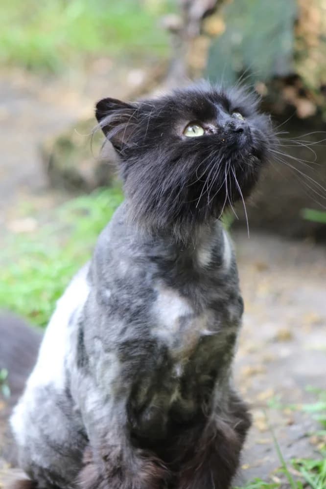Elvis, male 6yo Mixed Breed for adoption at CatRescue ASBL, Brussels