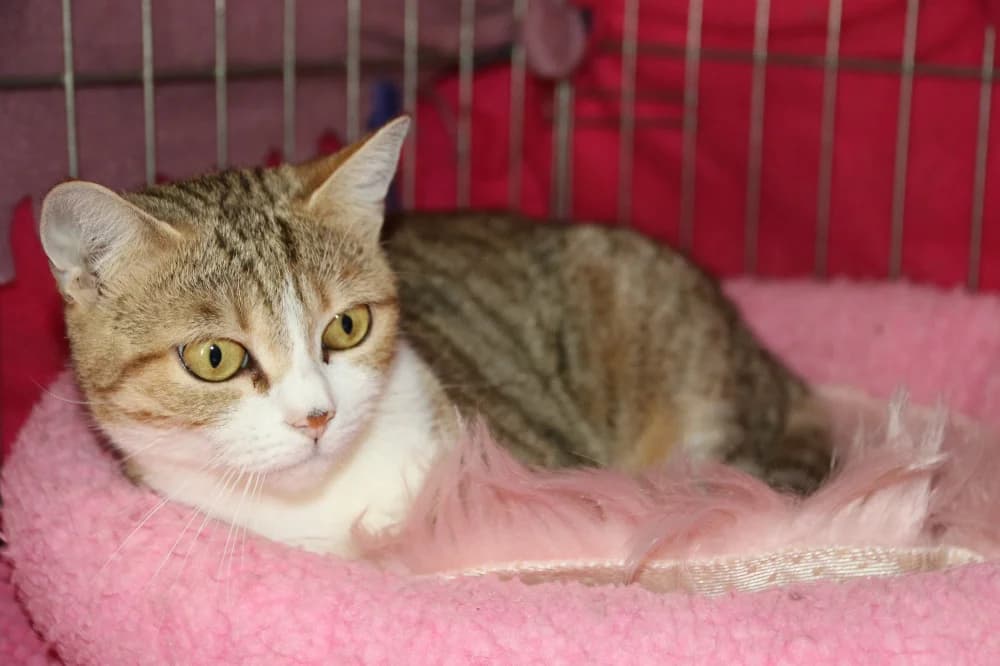 Bulle, female young Mixed Breed for adoption at CatRescue ASBL, Brussels