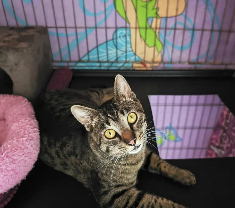 Dustin, male young Mixed Breed for adoption at CatRescue ASBL, Brussels
