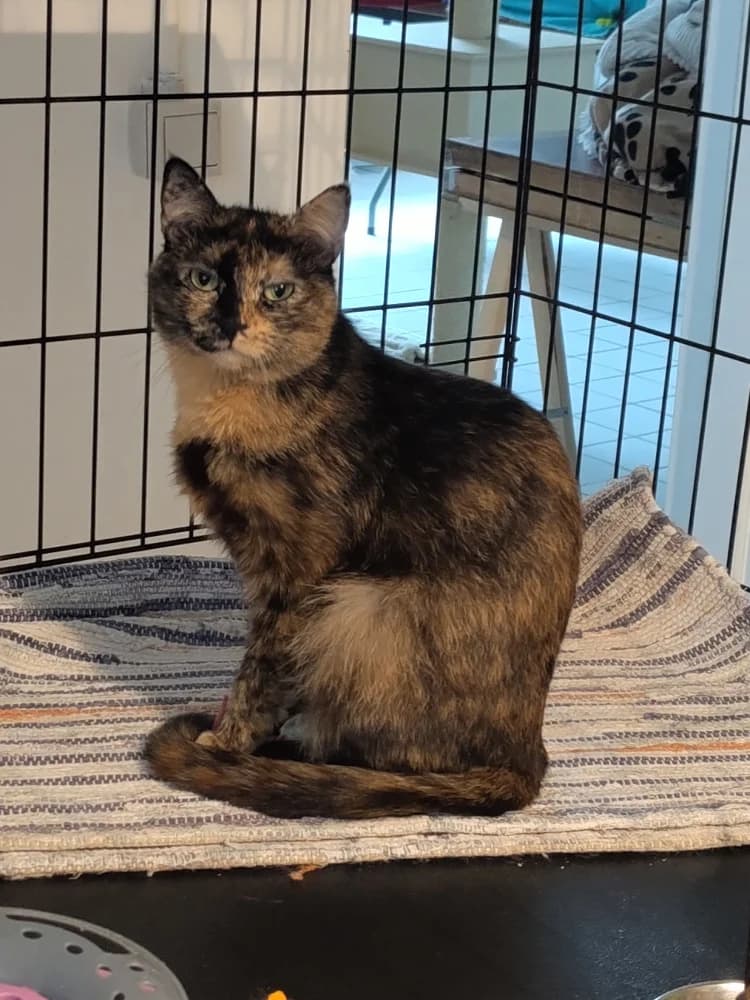 Mosaïque, female young Mixed Breed for adoption at CatRescue ASBL, Brussels