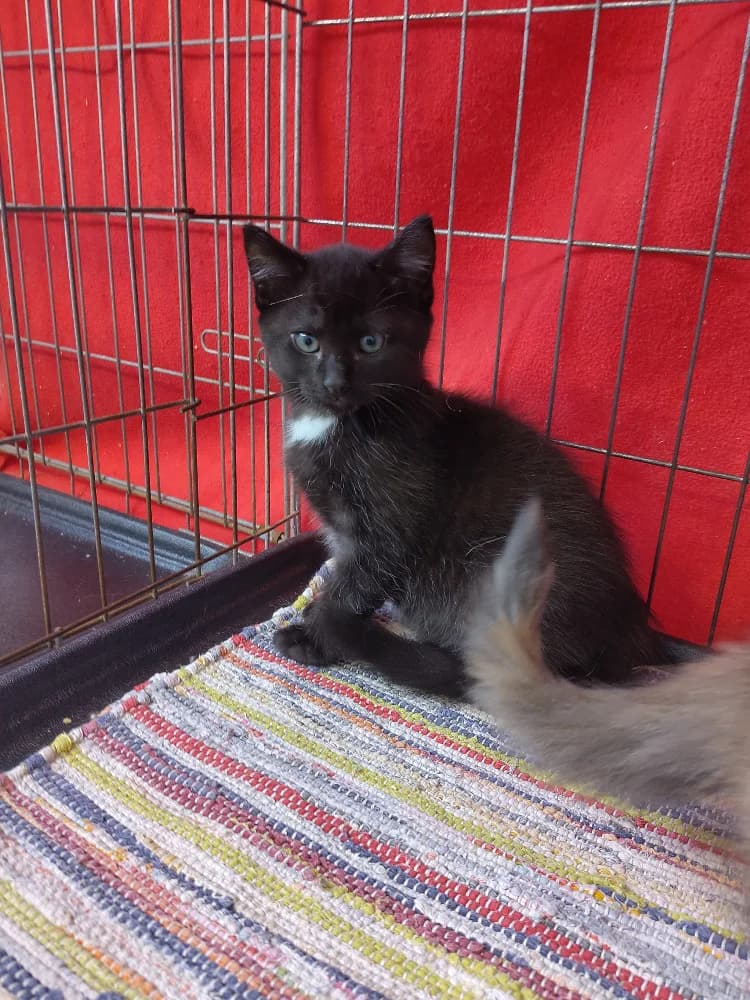 Tritomas, male puppy Mixed Breed for adoption at CatRescue ASBL, Brussels