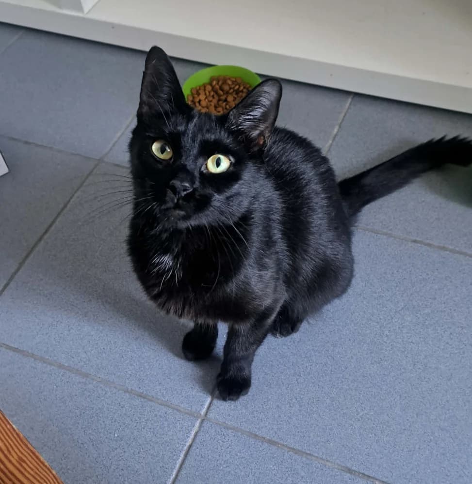 Djinn, female young Mixed Breed for adoption at CatRescue ASBL, Brussels