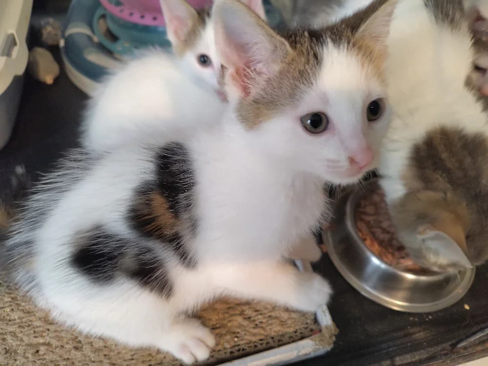 Winona, female puppy Mixed Breed for adoption at CatRescue ASBL, Brussels