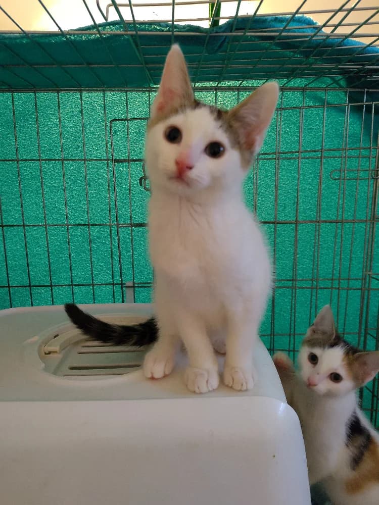Wendigo, male puppy Mixed Breed for adoption at CatRescue ASBL, Brussels