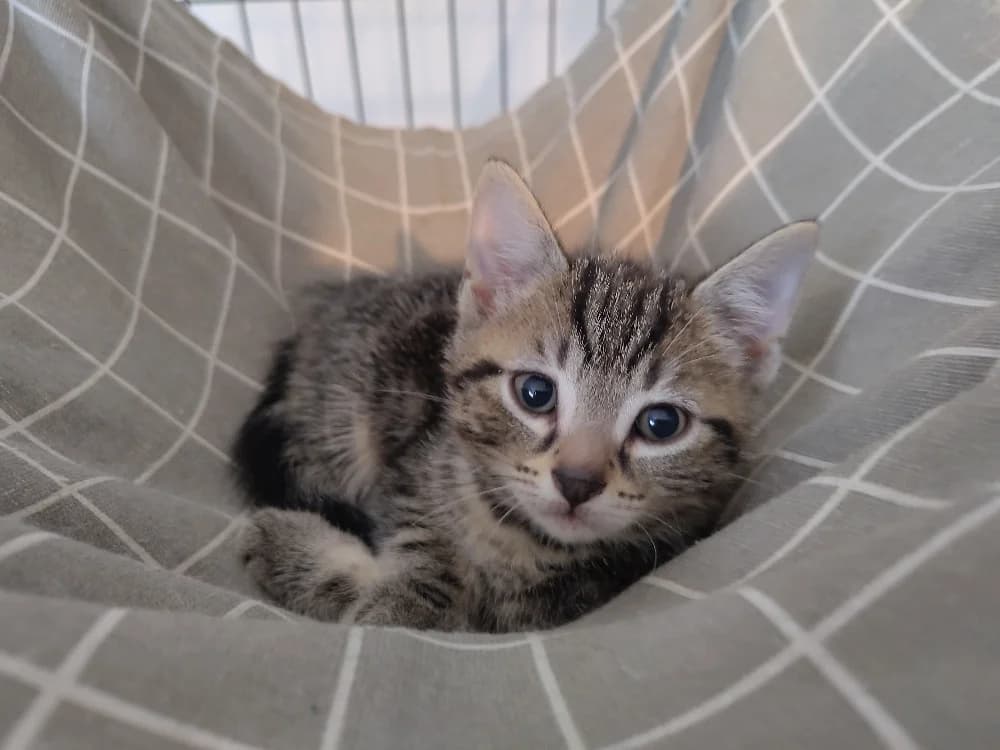 Wizard, male puppy Mixed Breed for adoption at CatRescue ASBL, Brussels