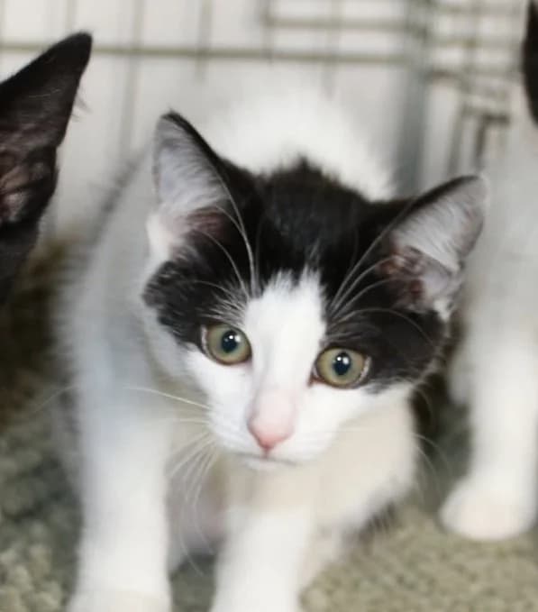 Victoria, female puppy Mixed Breed for adoption at CatRescue ASBL, Brussels