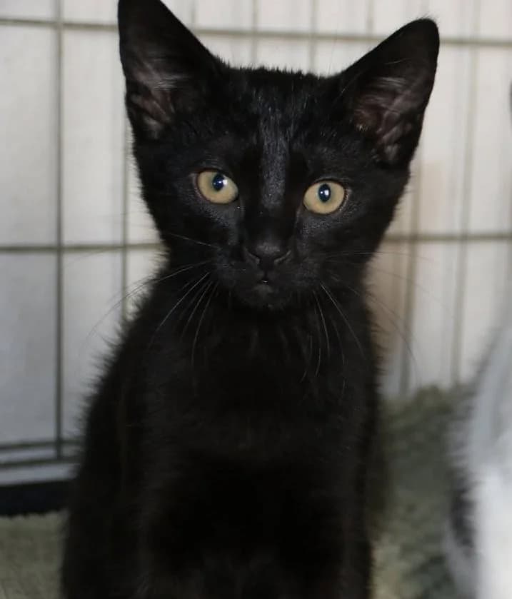 Jasper, male puppy Mixed Breed for adoption at CatRescue ASBL, Brussels