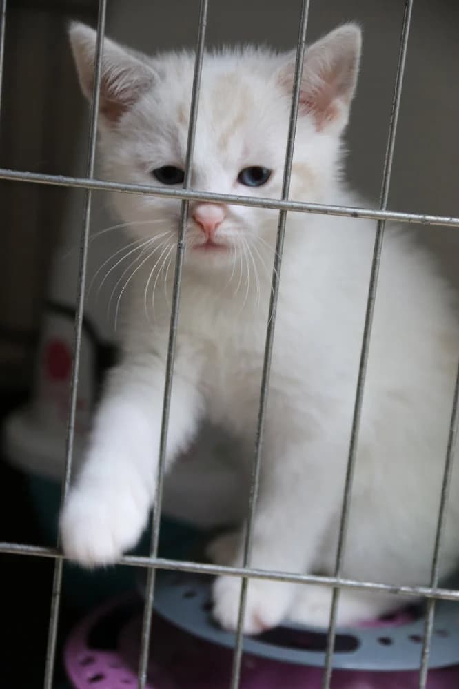 Lune, female puppy Mixed Breed for adoption at CatRescue ASBL, Brussels
